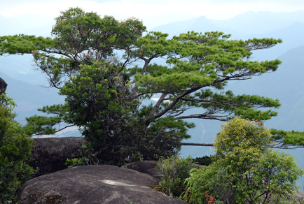 $publishedArticle->coverImageAltText