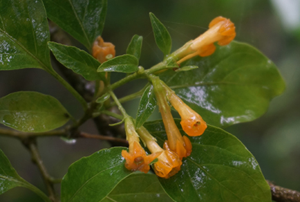 $publishedArticle->coverImageAltText