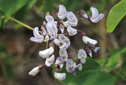 $publishedArticle->coverImageAltText