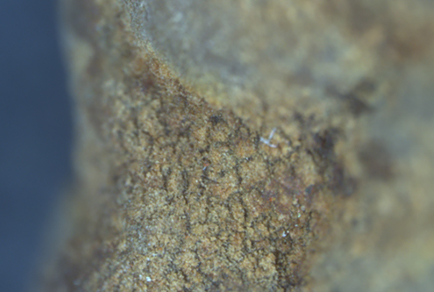 $publishedArticle->coverImageAltText