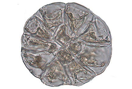 $publishedArticle->coverImageAltText