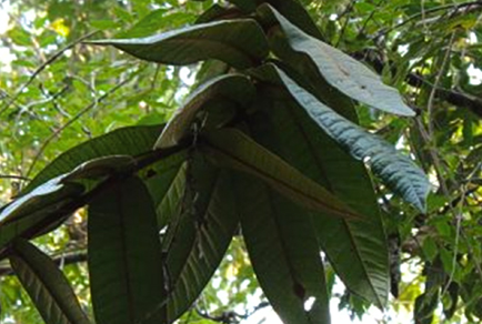 $publishedArticle->coverImageAltText