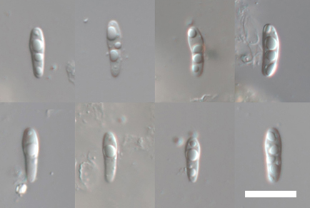 $publishedArticle->coverImageAltText