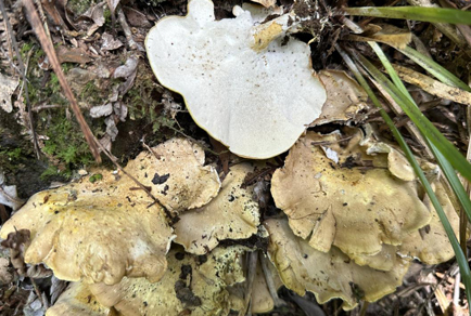 $publishedArticle->coverImageAltText