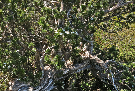 $publishedArticle->coverImageAltText