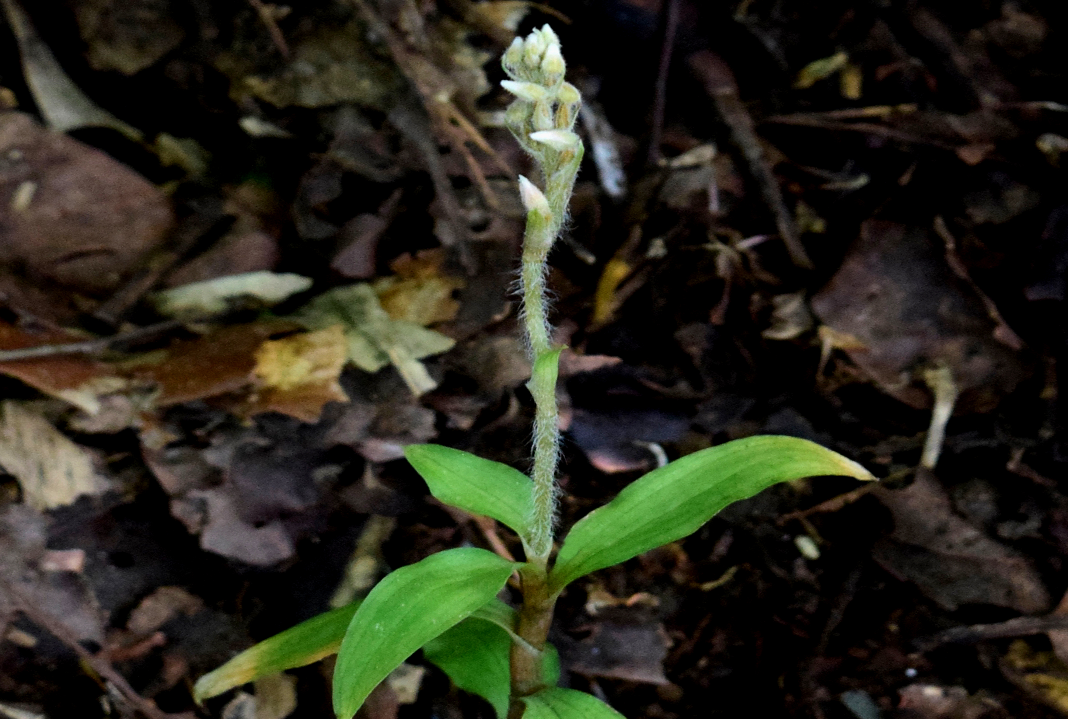 $publishedArticle->coverImageAltText