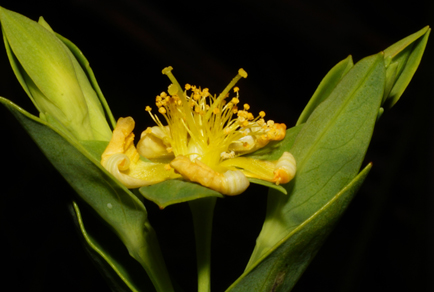 $publishedArticle->coverImageAltText