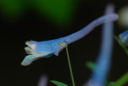 $publishedArticle->coverImageAltText