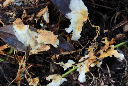 $publishedArticle->coverImageAltText