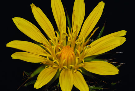 $publishedArticle->coverImageAltText