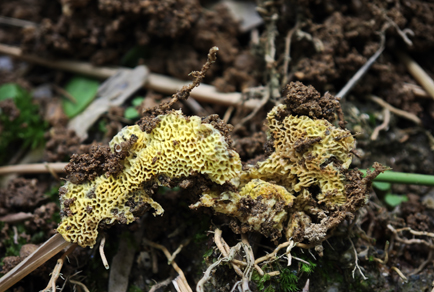 $publishedArticle->coverImageAltText