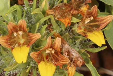 $publishedArticle->coverImageAltText