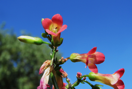 $publishedArticle->coverImageAltText