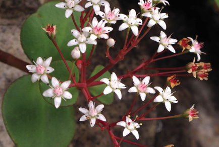 $publishedArticle->coverImageAltText