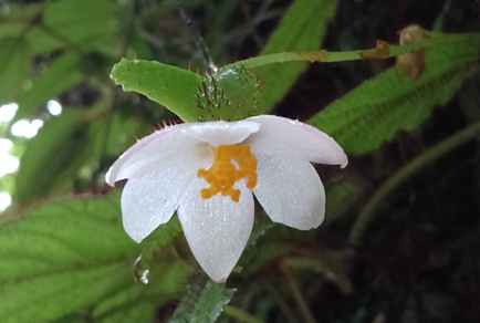 $publishedArticle->coverImageAltText