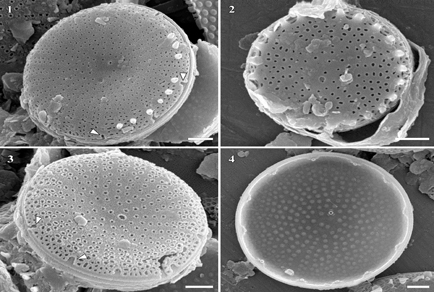 $publishedArticle->coverImageAltText