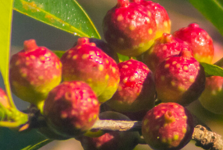 $publishedArticle->coverImageAltText