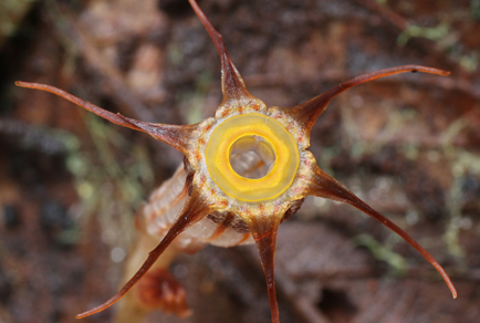 $publishedArticle->coverImageAltText