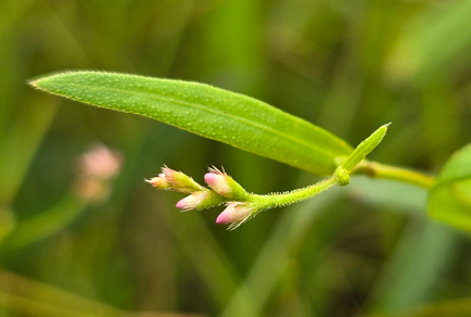 $publishedArticle->coverImageAltText