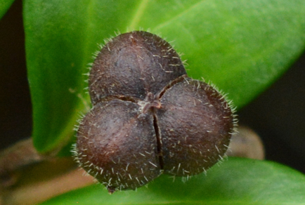 $publishedArticle->coverImageAltText