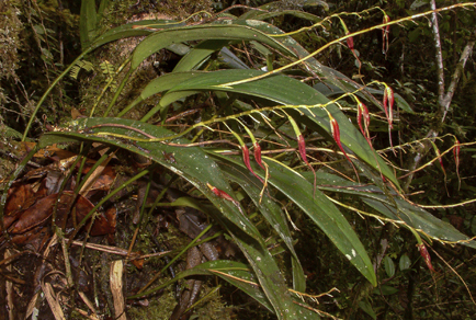 $publishedArticle->coverImageAltText