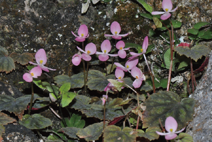 $publishedArticle->coverImageAltText