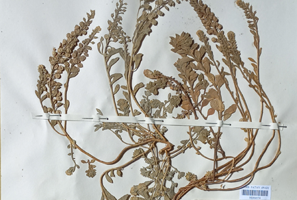 $publishedArticle->coverImageAltText