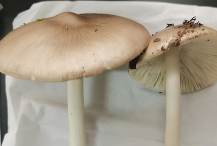 $publishedArticle->coverImageAltText