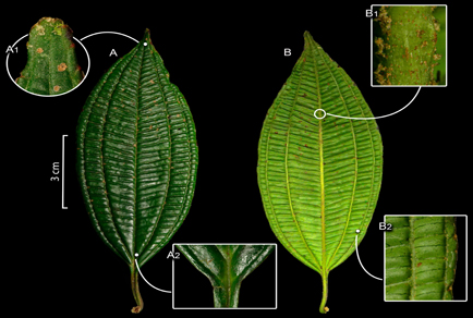 $publishedArticle->coverImageAltText