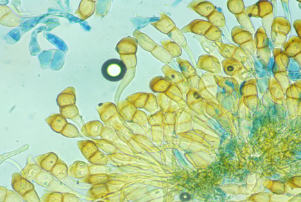 $publishedArticle->coverImageAltText