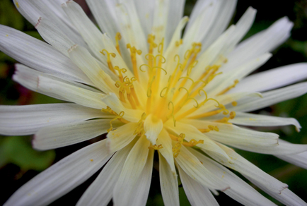 $publishedArticle->coverImageAltText