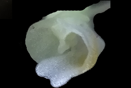 $publishedArticle->coverImageAltText