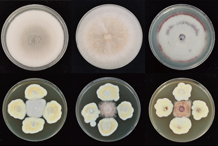 $publishedArticle->coverImageAltText