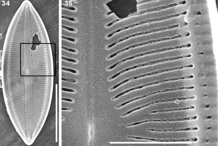 $publishedArticle->coverImageAltText