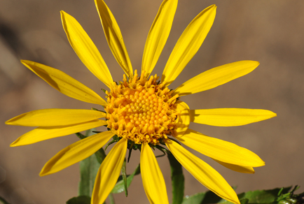 $publishedArticle->coverImageAltText