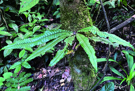 $publishedArticle->coverImageAltText