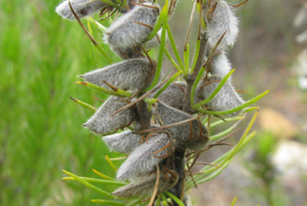 $publishedArticle->coverImageAltText