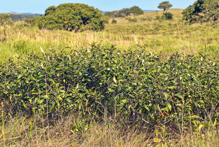 $publishedArticle->coverImageAltText