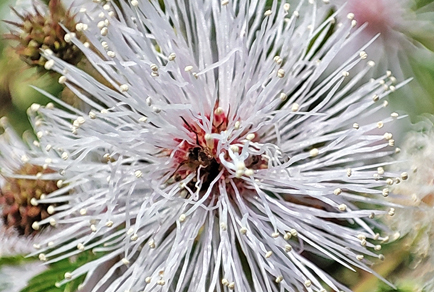 $publishedArticle->coverImageAltText