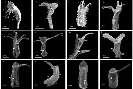 $publishedArticle->coverImageAltText