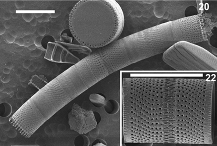 $publishedArticle->coverImageAltText