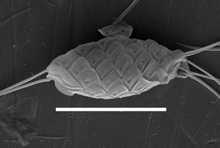 $publishedArticle->coverImageAltText