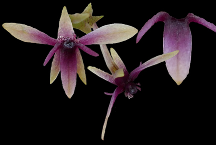 $publishedArticle->coverImageAltText