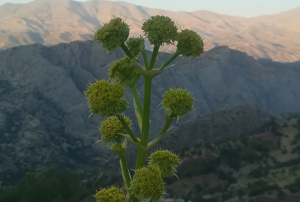 $publishedArticle->coverImageAltText