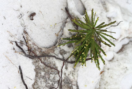 $publishedArticle->coverImageAltText