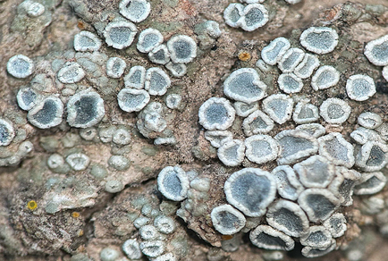 $publishedArticle->coverImageAltText