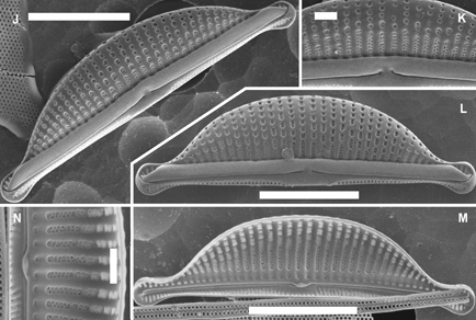 $publishedArticle->coverImageAltText