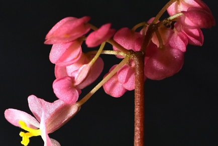 $publishedArticle->coverImageAltText