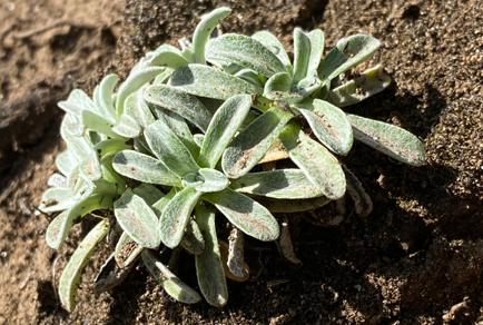 $publishedArticle->coverImageAltText