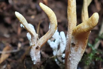 $publishedArticle->coverImageAltText